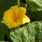 Giant Pumpkin, Cucurbita Moschata Seed 300 PCS, Huge Pumpkin Juxing Nangua