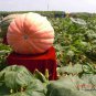 Giant Pumpkin, Cucurbita Moschata Seed 300 PCS, Huge Pumpkin Juxing Nangua