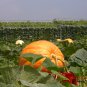 Giant Pumpkin, Cucurbita Moschata Seed 300 PCS, Huge Pumpkin Juxing Nangua