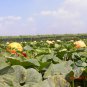 Giant Pumpkin, Cucurbita Moschata Seed 300 PCS, Huge Pumpkin Juxing Nangua