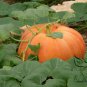 Giant Pumpkin, Cucurbita Moschata Seed 300 PCS, Huge Pumpkin Juxing Nangua
