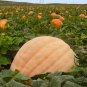 Giant Pumpkin, Cucurbita Moschata Seed 300 PCS, Huge Pumpkin Juxing Nangua