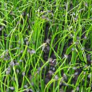 Garlic Chives, Allium Tuberosum Seed 5000 PCS, Oriental Garlic Zigen Jiucai