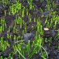 Garlic Chives, Allium Tuberosum Seed 5000 PCS, Oriental Garlic Zigen Jiucai