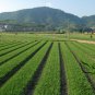 Garlic Chives, Allium Tuberosum Seed 5000 PCS, Oriental Garlic Zigen Jiucai