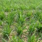 Garlic Chives, Allium Tuberosum Seed 5000 PCS, Oriental Garlic Zigen Jiucai
