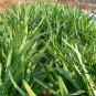 Garlic Chives, Allium Tuberosum Seed 5000 PCS, Oriental Garlic Zigen Jiucai