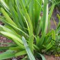 Garlic Chives, Allium Tuberosum Seed 5000 PCS, Oriental Garlic Zigen Jiucai