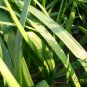 Garlic Chives, Allium Tuberosum Seed 5000 PCS, Oriental Garlic Zigen Jiucai