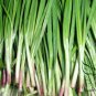 Garlic Chives, Allium Tuberosum Seed 5000 PCS, Oriental Garlic Zigen Jiucai