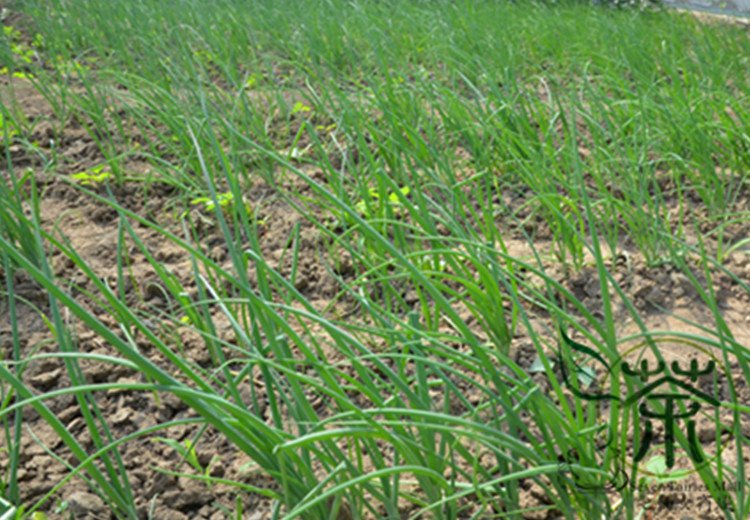 French Shallot, Allium Ascalonicum Seed 5000 PCS, Siji Cong