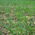 French Shallot, Allium Ascalonicum Seed 5000 PCS, Siji Cong