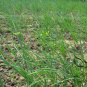 French Shallot, Allium Ascalonicum Seed 5000 PCS, Siji Cong