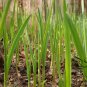 French Shallot, Allium Ascalonicum Seed 5000 PCS, Siji Cong