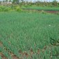 French Shallot, Allium Ascalonicum Seed 5000 PCS, Siji Cong