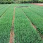 French Shallot, Allium Ascalonicum Seed 5000 PCS, Siji Cong