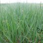 French Shallot, Allium Ascalonicum Seed 5000 PCS, Siji Cong