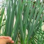 French Shallot, Allium Ascalonicum Seed 5000 PCS, Siji Cong