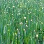 French Shallot, Allium Ascalonicum Seed 5000 PCS, Siji Cong