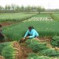 French Shallot, Allium Ascalonicum Seed 5000 PCS, Siji Cong