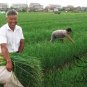 French Shallot, Allium Ascalonicum Seed 5000 PCS, Siji Cong