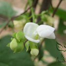 Four Seasons Bean, Phaseolus Vulgaris Seed 500 PCS, Common Bean Siji Dou