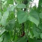 Four Seasons Bean, Phaseolus Vulgaris Seed 500 PCS, Common Bean Siji Dou