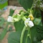 Four Seasons Bean, Phaseolus Vulgaris Seed 500 PCS, Common Bean Siji Dou