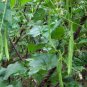 Four Seasons Bean, Phaseolus Vulgaris Seed 500 PCS, Common Bean Siji Dou
