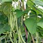 Four Seasons Bean, Phaseolus Vulgaris Seed 500 PCS, Common Bean Siji Dou