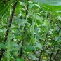 Four Seasons Bean, Phaseolus Vulgaris Seed 500 PCS, Common Bean Siji Dou