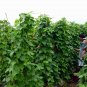 Four Seasons Bean, Phaseolus Vulgaris Seed 500 PCS, Common Bean Siji Dou