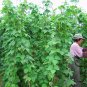 Four Seasons Bean, Phaseolus Vulgaris Seed 500 PCS, Common Bean Siji Dou
