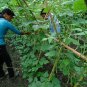 Four Seasons Bean, Phaseolus Vulgaris Seed 500 PCS, Common Bean Siji Dou