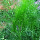 Foeniculum Vulgare, Florence Fennel Seed 3000 PCS, Finocchio Xiao Huixiang