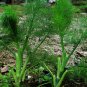 Foeniculum Vulgare, Florence Fennel Seed 3000 PCS, Finocchio Xiao Huixiang