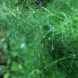 Foeniculum Vulgare, Florence Fennel Seed 3000 PCS, Finocchio Xiao Huixiang