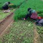 Foeniculum Vulgare, Florence Fennel Seed 3000 PCS, Finocchio Xiao Huixiang