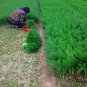 Foeniculum Vulgare, Florence Fennel Seed 3000 PCS, Finocchio Xiao Huixiang