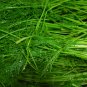 Foeniculum Vulgare, Florence Fennel Seed 3000 PCS, Finocchio Xiao Huixiang