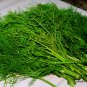 Foeniculum Vulgare, Florence Fennel Seed 3000 PCS, Finocchio Xiao Huixiang
