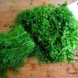 Foeniculum Vulgare, Florence Fennel Seed 3000 PCS, Finocchio Xiao Huixiang