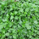 Dendranthema Indicum, Chrysanthemum Indicum Seed 5000 PCS, Ju Hua Nao