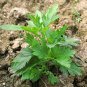 Dendranthema Indicum, Chrysanthemum Indicum Seed 5000 PCS, Ju Hua Nao