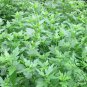 Dendranthema Indicum, Chrysanthemum Indicum Seed 5000 PCS, Ju Hua Nao