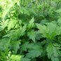 Dendranthema Indicum, Chrysanthemum Indicum Seed 5000 PCS, Ju Hua Nao