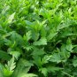 Dendranthema Indicum, Chrysanthemum Indicum Seed 5000 PCS, Ju Hua Nao