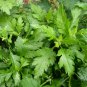 Dendranthema Indicum, Chrysanthemum Indicum Seed 5000 PCS, Ju Hua Nao