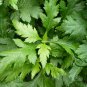 Dendranthema Indicum, Chrysanthemum Indicum Seed 5000 PCS, Ju Hua Nao