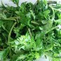 Dendranthema Indicum, Chrysanthemum Indicum Seed 5000 PCS, Ju Hua Nao